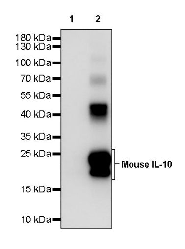 Invivo Anti-Mouse IL-10 Recombinant mAb