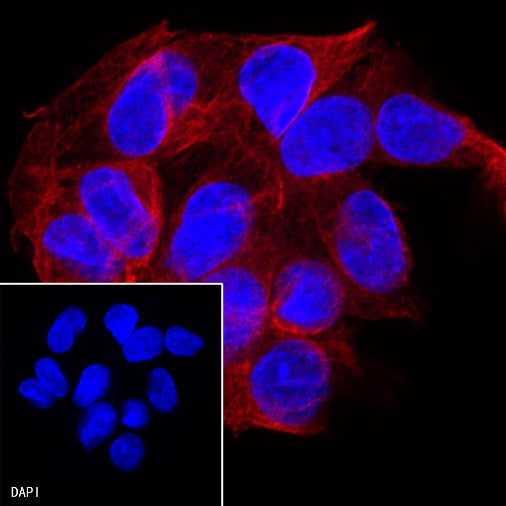 α-tubulin Mouse mAb (S-364-1)