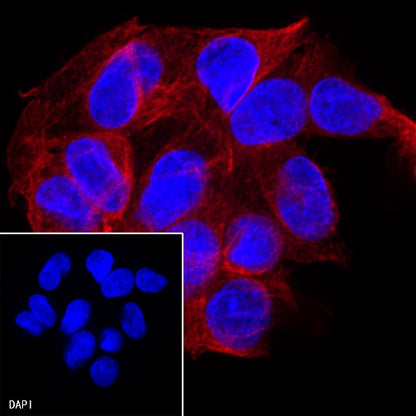 α-tubulin Mouse mAb (S-364-1)