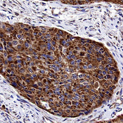 Cytochrome C Recombinant Rabbit mAb (S-2422-56)