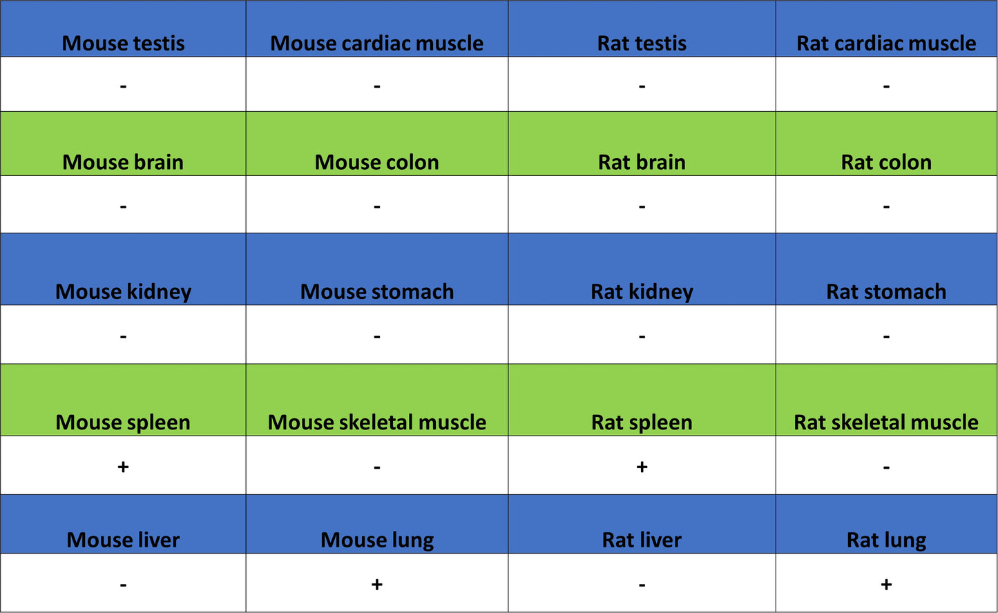 FoxO1 Recombinant Rabbit mAb (S-5118)