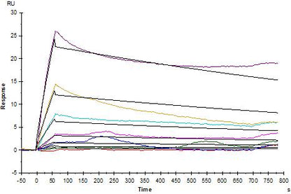 Invivo anti-mouse PD-1 Recombinant mAb (RMP1-14)