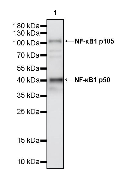 NF-κB1 p105/p50 Recombinant Rabbit mAb (S-3588-77)