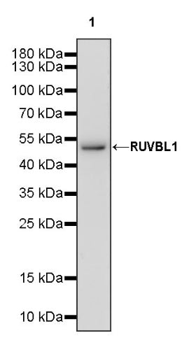 RUVBL1 Recombinant Rabbit mAb (S-1600-38)