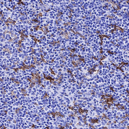 CD14 Mouse mAb (SDT-631-7)
