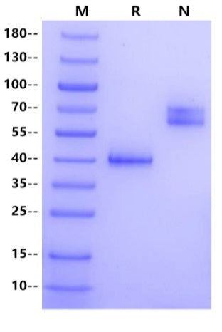 CD3E&CD3G Heterodimer, Fc Tag&Fc Tag Protein, Cynomolgus