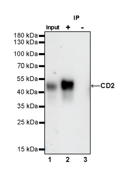 CD2 Recombinant Rabbit mAb (SDT-R261)