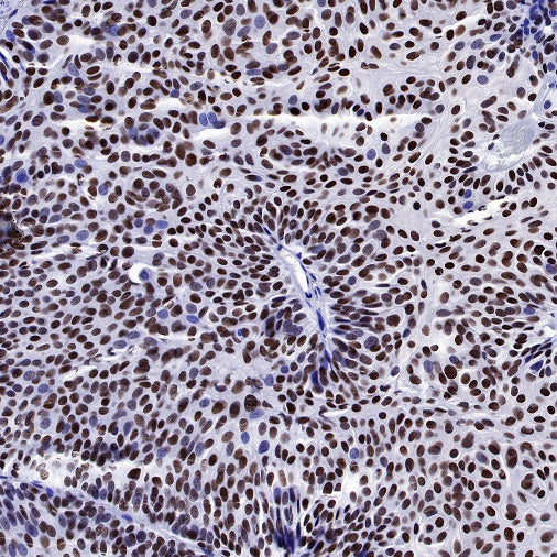 NuMA Recombinant Rabbit mAb (SDT-474-241)
