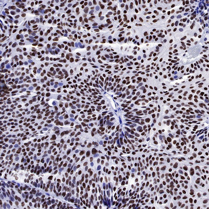 NuMA Recombinant Rabbit mAb (SDT-474-241)
