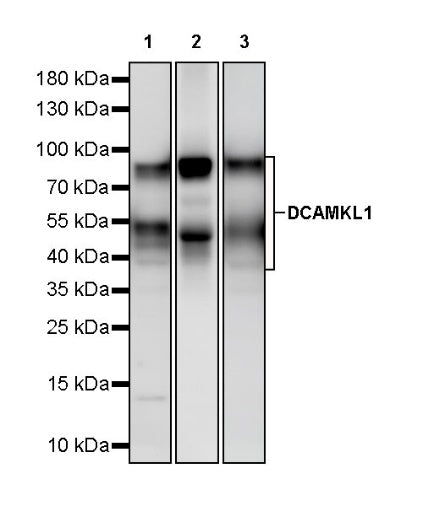 DCAMKL1 Recombinant Rabbit mAb (S-1705-76)