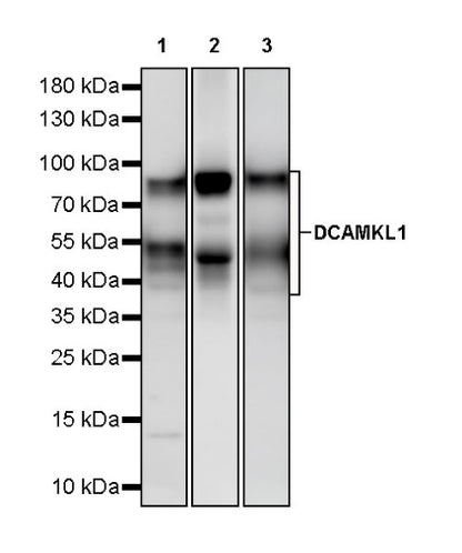 DCAMKL1 Recombinant Rabbit mAb (S-1705-76)