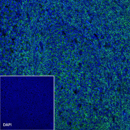 CD45 Recombinant Rabbit mAb (Alexa Fluor® 488 Conjugate) (S-R035)