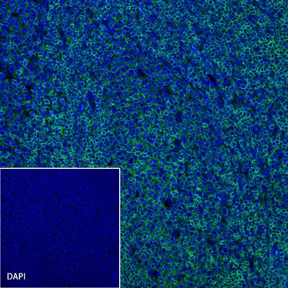 CD45 Recombinant Rabbit mAb (Alexa Fluor® 488 Conjugate) (S-R035)