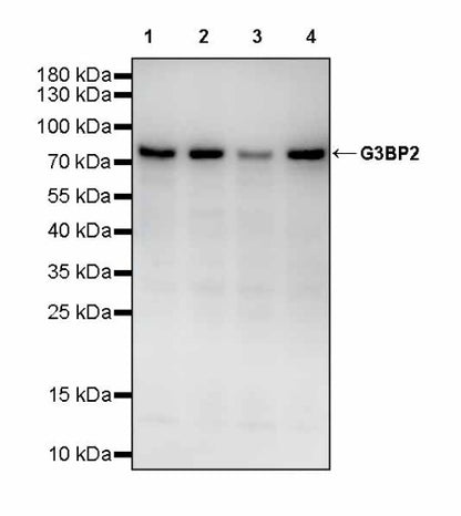 G3BP2 Recombinant Rabbit mAb (S-2386-66)