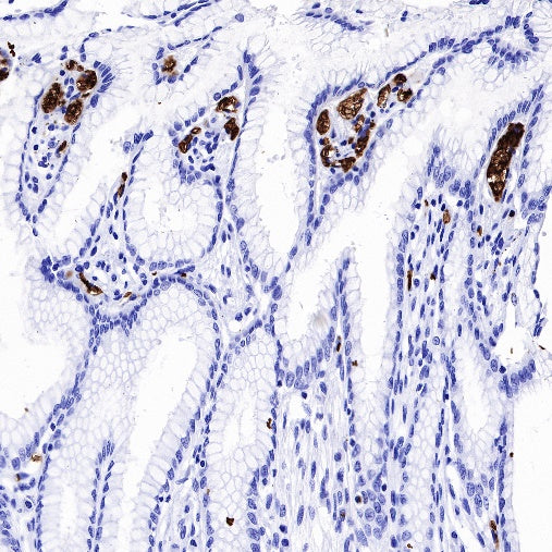 CD235a/Glycophorin A Recombinant Rabbit mAb (SDT-R279)