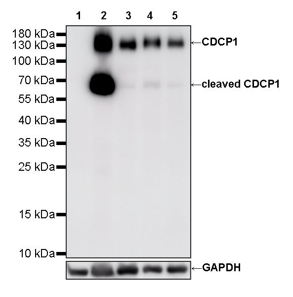 CDCP1 Recombinant Rabbit mAb (S-3437-221)