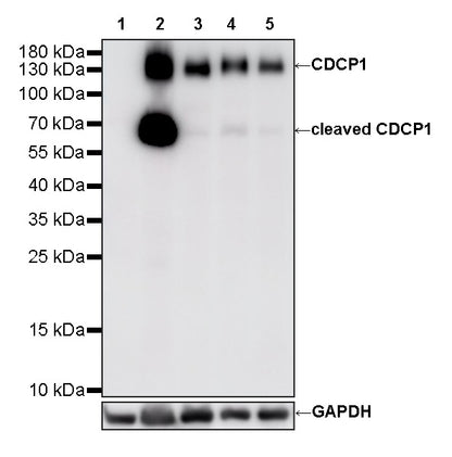 CDCP1 Recombinant Rabbit mAb (S-3437-221)