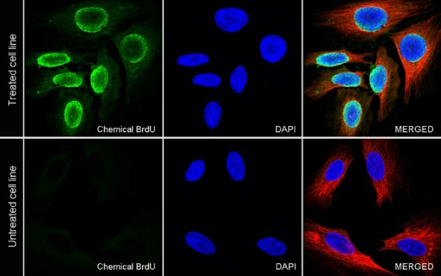 BrdU Recombinant Mouse mAb (S-R639)