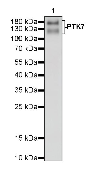 PTK7 Recombinant Rabbit mAb ,PBS Only(SDT-2432-156)