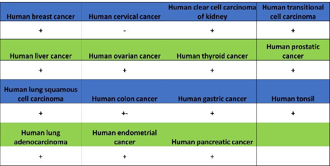 Prohibitin Recombinant Rabbit mAb (S-2679-7)