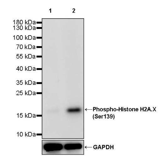 Phospho-Histone H2A.X (Ser139) Recombinant Rabbit mAb (S-1368-15)
