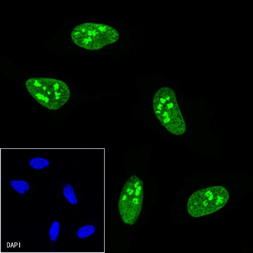 V5 Tag Mouse mAb (FITC Conjugate) (S-610-66)