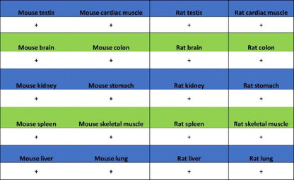 Histone H3 (acetyl K23) Recombinant Rabbit mAb (S-3321-202)
