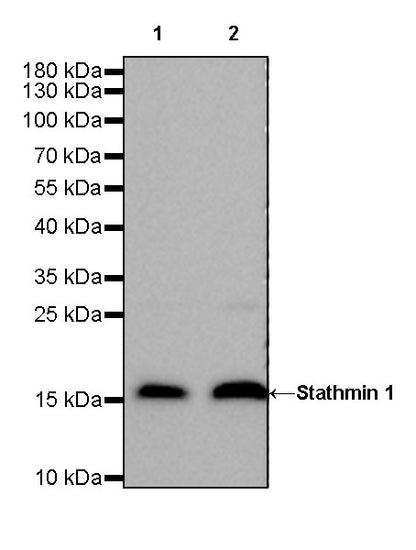 Stathmin 1 Recombinant Rabbit mAb (SDT-383-4)