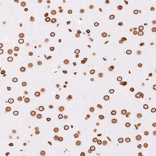 S-RMab®Lamin B2 Recombinant Rabbit mAb (S-951-70)