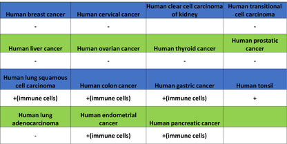 CD127 Recombinant Rabbit mAb (S-4826)