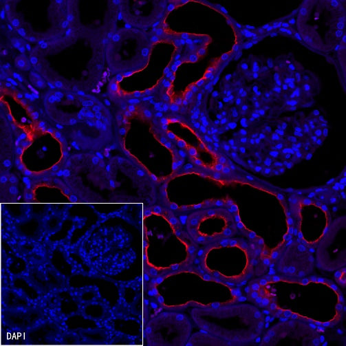 Goat Anti-Mouse IgG (H+L) (min X Hu, Bov Sr Prot), F(ab')2 Fragment (Alexa Fluor® 594 Conjugate)