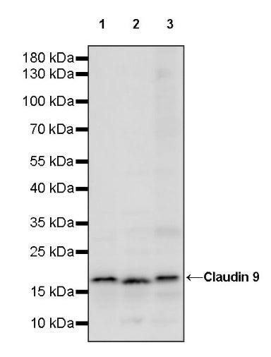 Claudin 3+Claudin 9 Recombinant Rabbit mAb (SDT-1452-80)