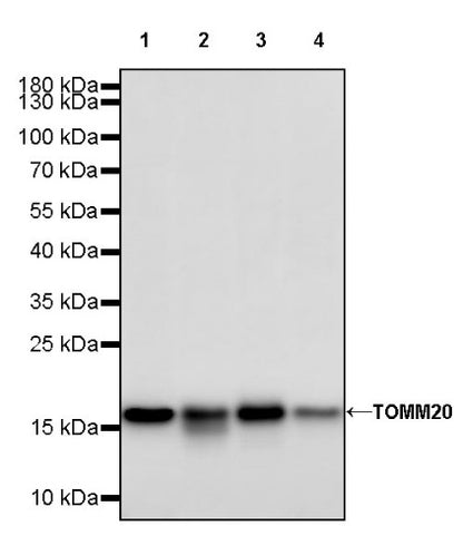 TOM20 Recombinant Rabbit mAb (SDT-2553-11)