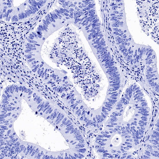 Myelin Oligodendrocyte Glycoprotein (MOG) Recombinant Rabbit mAb (S-1384-61)