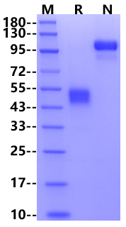 ICOS/CD278 Fc Chimera Protein, Human