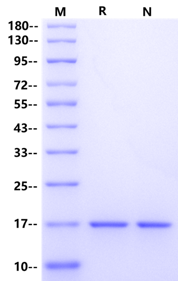 TNF-α Protein, Rhesus Macaque