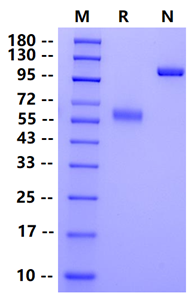 Biotinylated CD47 Fc&Avi Tag Protein, Human