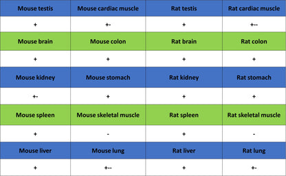 DGCR8 Recombinant Rabbit mAb (S-4082-6)