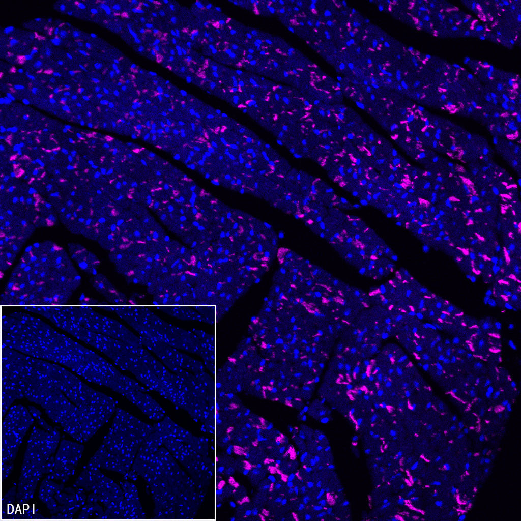 N-Cadherin Recombinant Rabbit mAb (Cy5 Conjugate) (SDT-329-12)