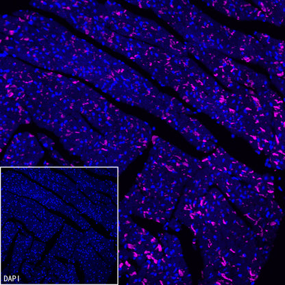 N-Cadherin Recombinant Rabbit mAb (Cy5 Conjugate) (SDT-329-12)