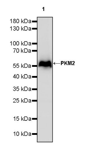 PKM2 Rabbit Polyclonal antibody