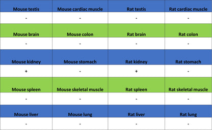 SLC5A1/SGLT1 Recombinant Rabbit mAb (S-4122-30)
