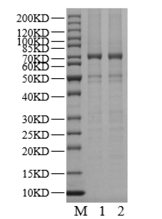 USP29 Protein
