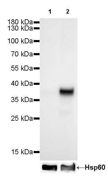 CDX2 Recombinant Rabbit mAb (SDT-134-76)