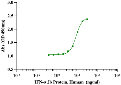 IFN-α 2b Protein, Human