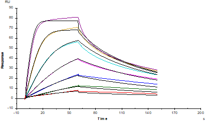 Biotinylated CD3E&CD3D Heterodimer, His, Avi Tag&Tag Free Protein, Human