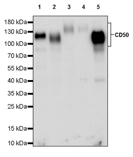 CD50 Rabbit Polyclonal Antibody