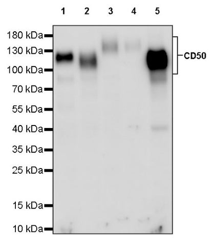 CD50 Rabbit Polyclonal Antibody