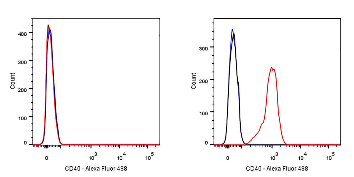 CD40 Recombinant Rabbit mAb,PBS Only (SDT-145-45)