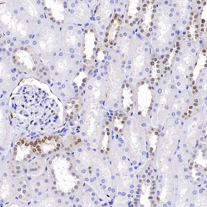 b-FGF/FGF2 Recombinant Rabbit mAb (S-1161-136)